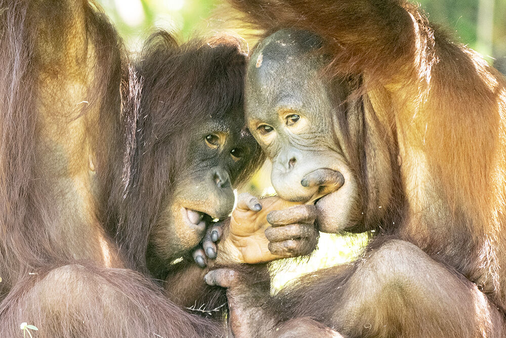 monkey2
